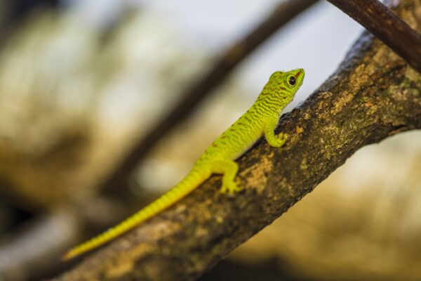 Éclosions chez les reptiles