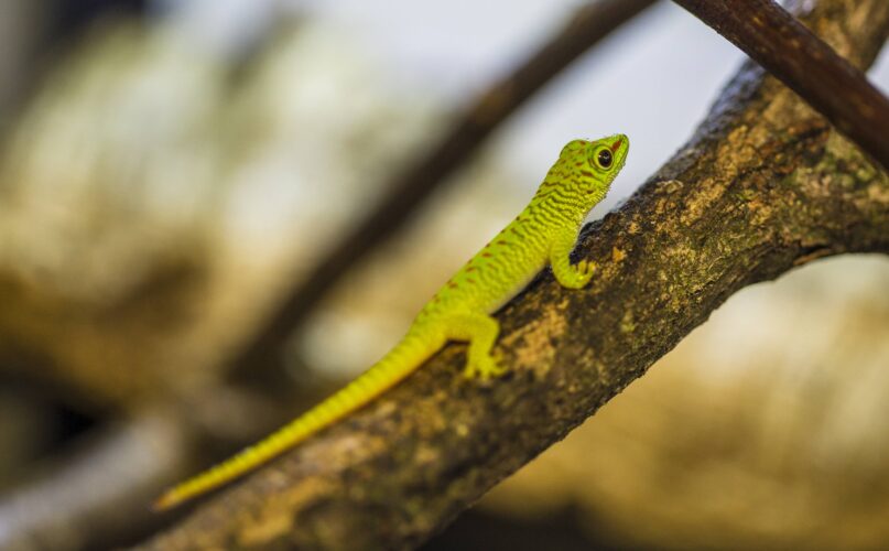 Éclosions chez les reptiles