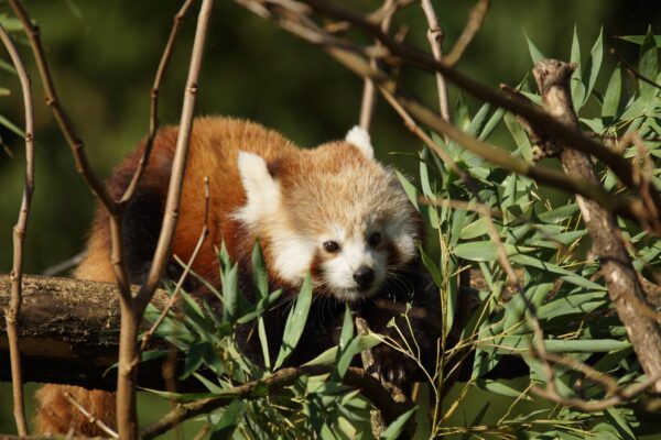 Petit panda roux déménage…