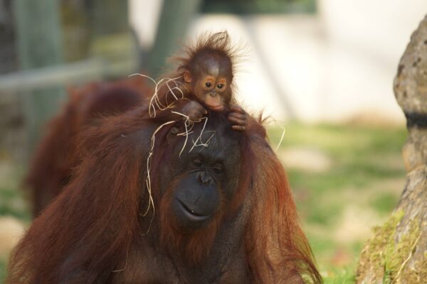 Reine de Sabah chez les orangs