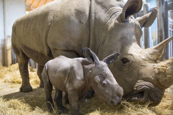Hello bébé rhinocéros blanc
