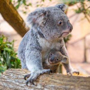 Joyeux anniversaire miss koala ! - Beauval Actus