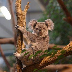 Joyeux anniversaire miss koala ! - Beauval Actus
