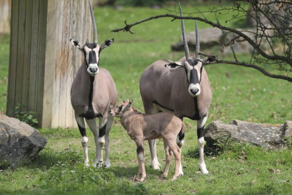 1er bébé oryx