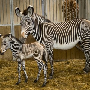 Zebre Archives Beauval Actus