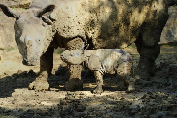 2ème bébé rhino indien !