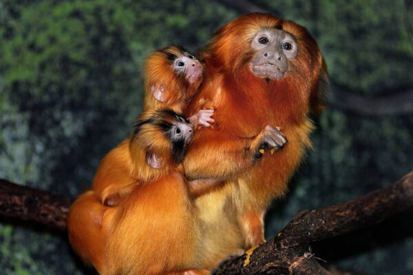 3 petits singes…