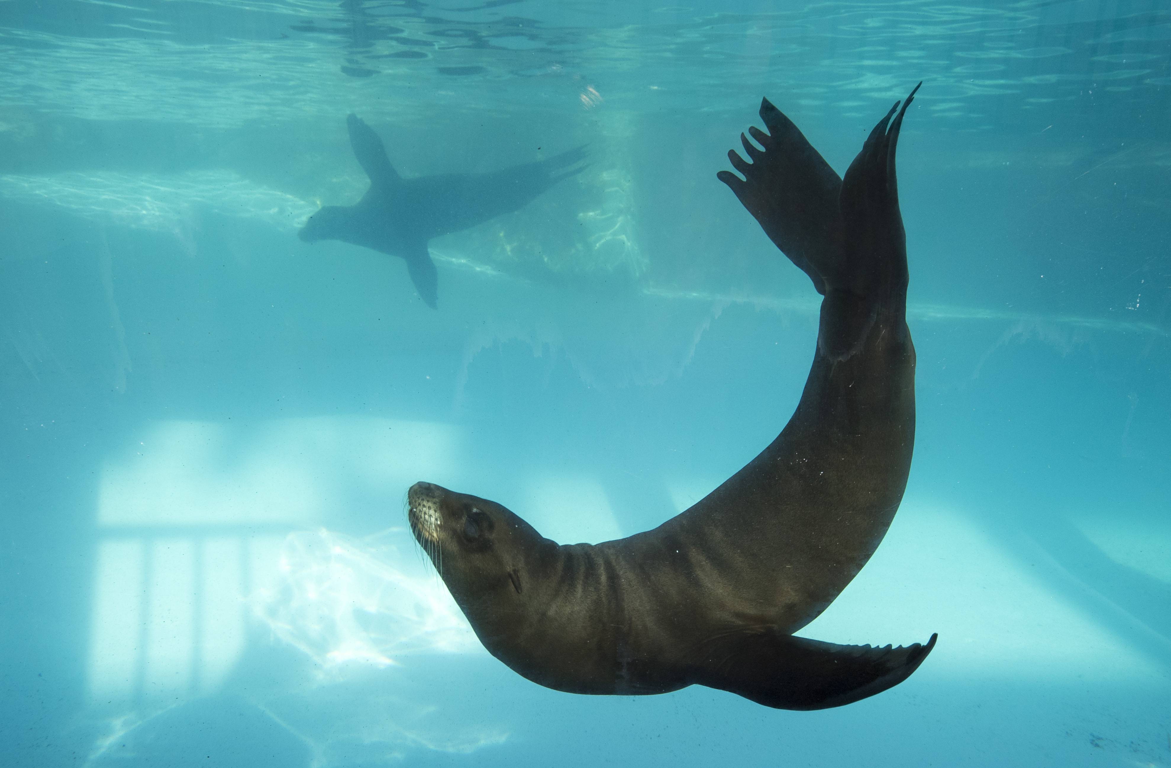 Boomer Notre Bebe Otarie Beauval Actus