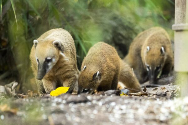 Des noms pour les coatis