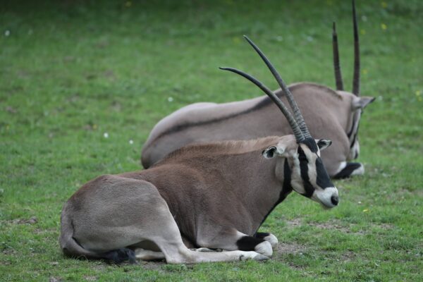 Des oryx Beisa à Beauval !