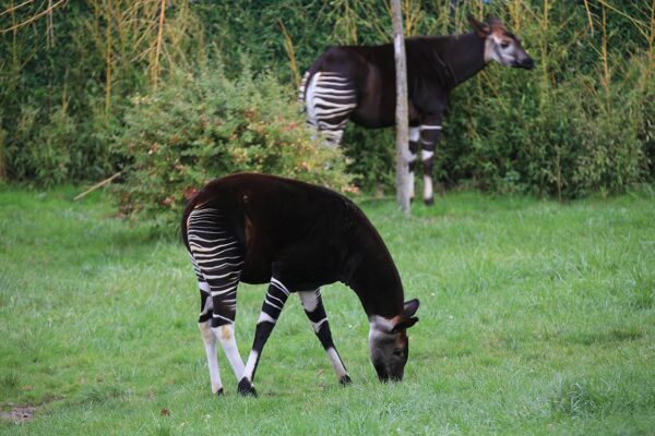 Des soldats pour les okapis