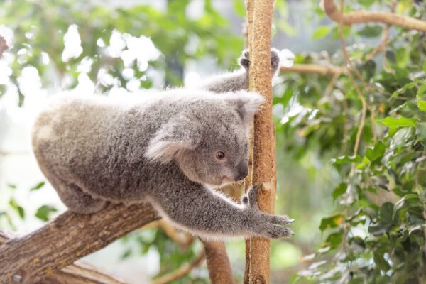 Du nouveau chez les koalas