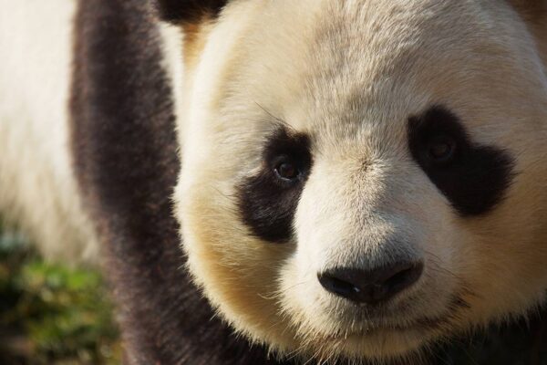 En direct du secteur Pandas