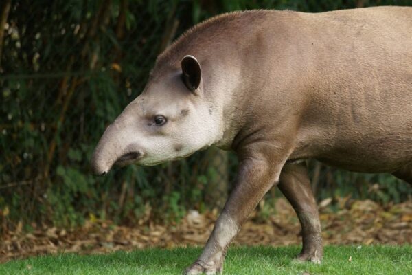 Training de tapir