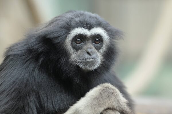 Gibbons : au cœur du brasier