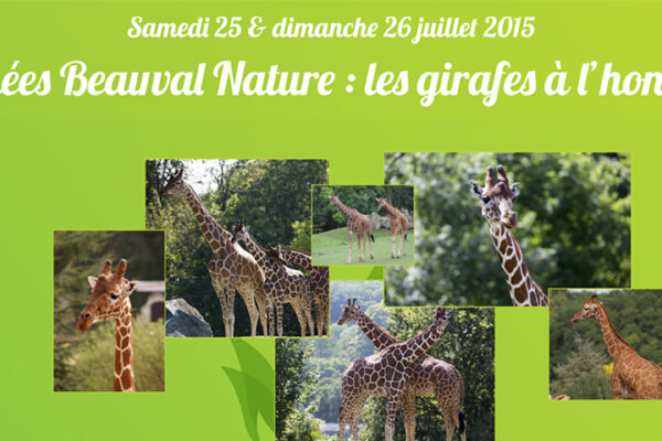 Journées Beauval Nature « girafes »
