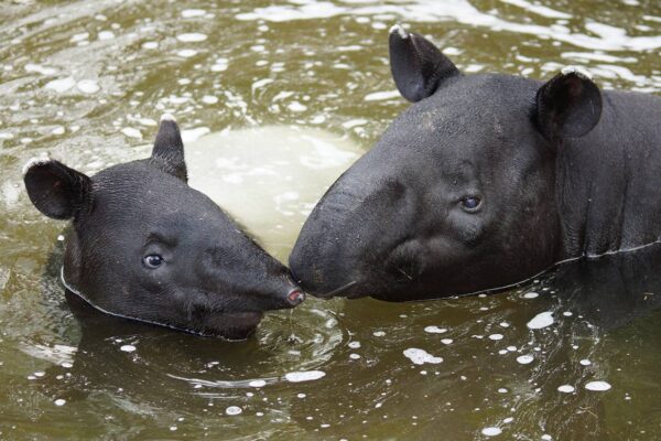 Journées Beauval Nature « tapirs »