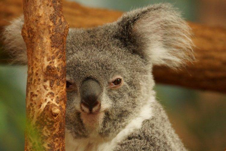 Anniversaire Koala