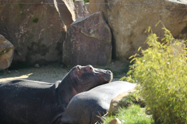 La réserve des hippos récompensée !
