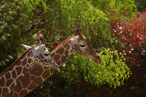 Les girafes, espèces menacées