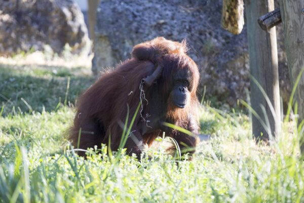 Maman Orang a 25 ans