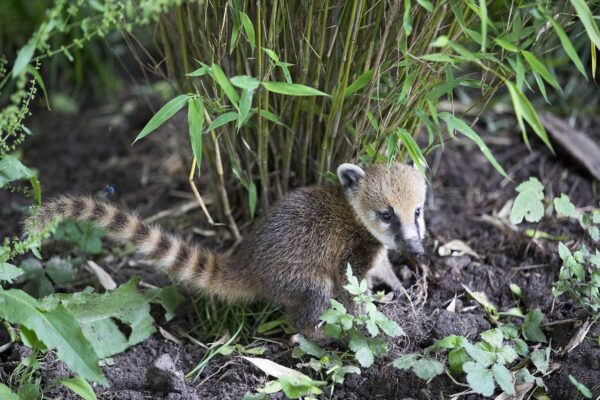 Mimis coatis