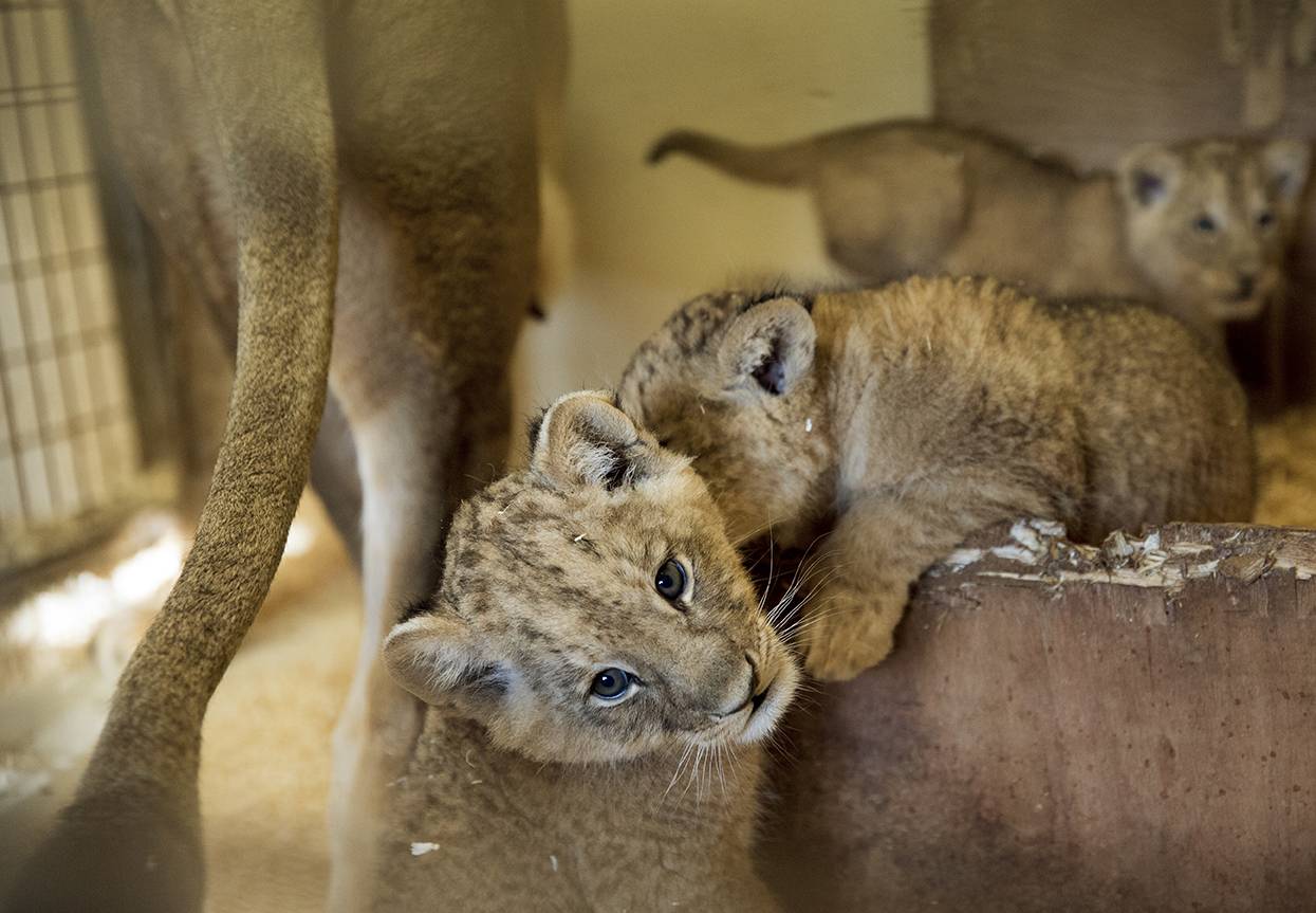 Bébé puma outlet nom