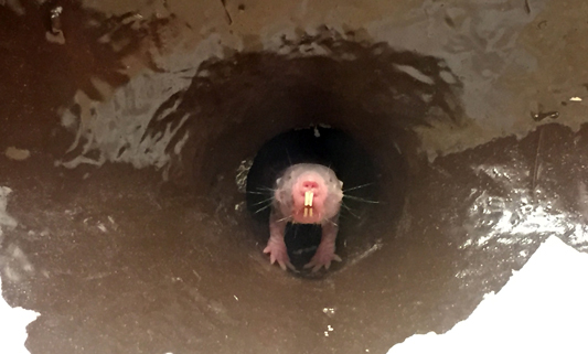 Nouveau A Beauval Beauval Actus