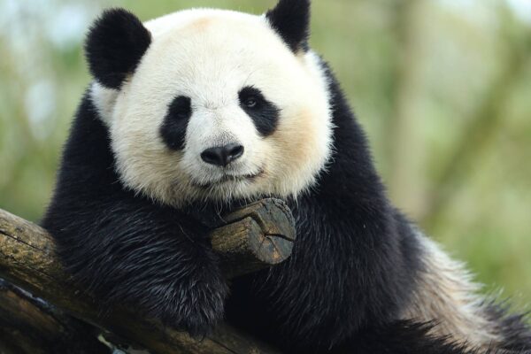 Panda News 1 : #BBpandaoupas ?