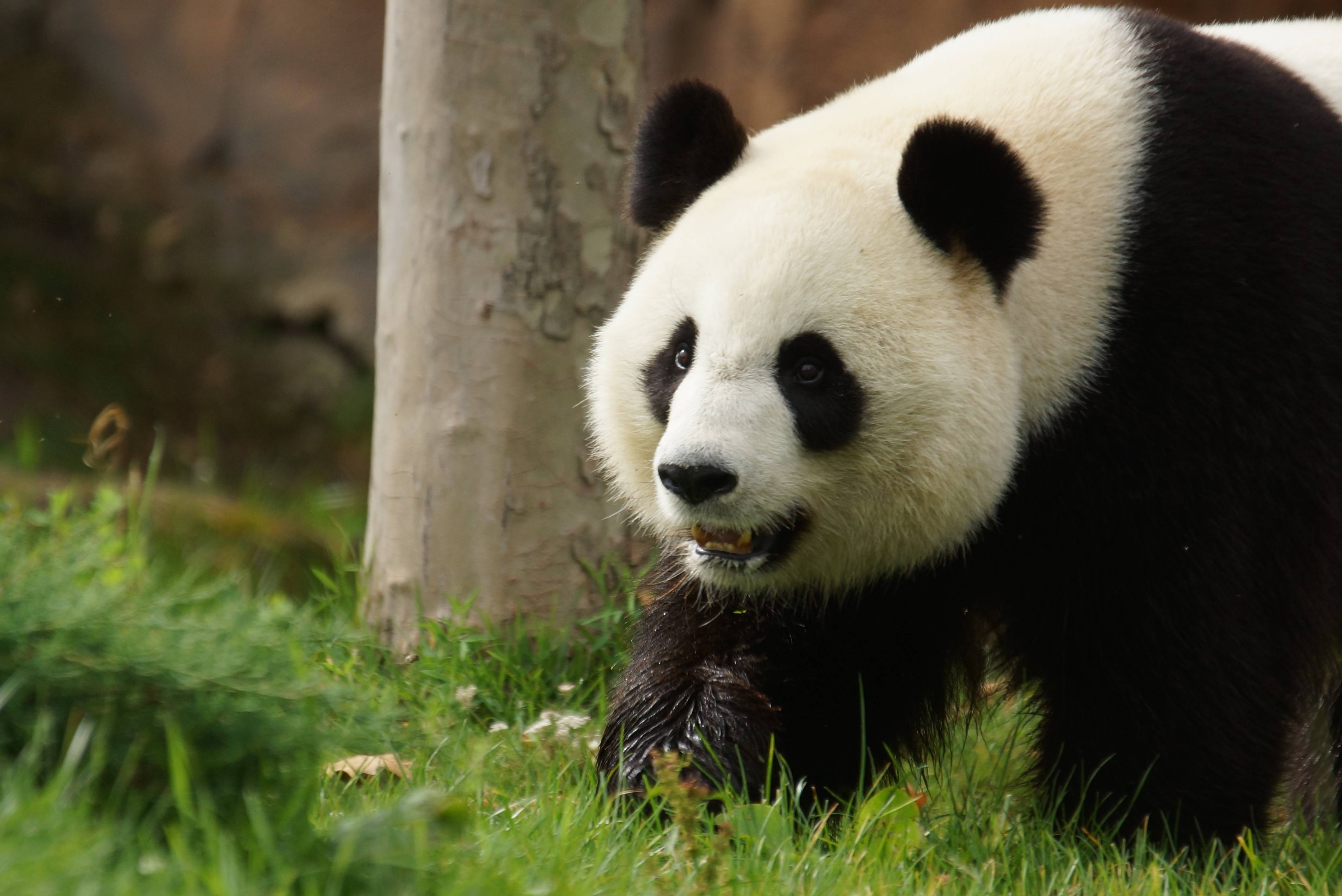 Pas De Bebe Panda Cette Annee Beauval Actus