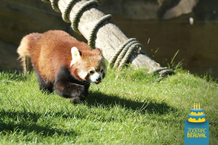 Petit Panda A 11 Ans Beauval Actus