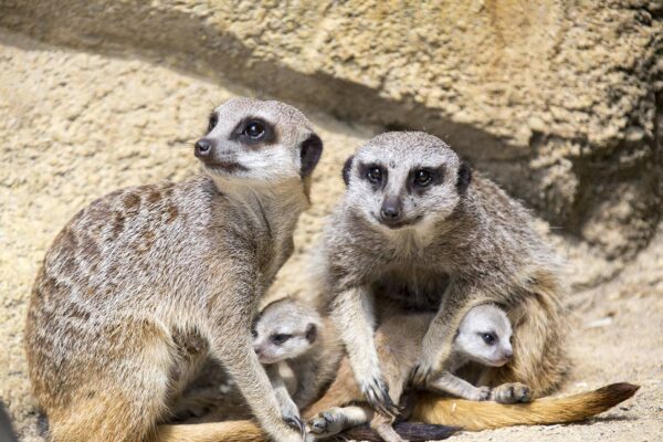 Petites pattes de suricates