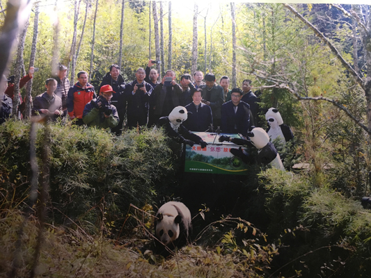 Réintroduction de pandas en Chine !