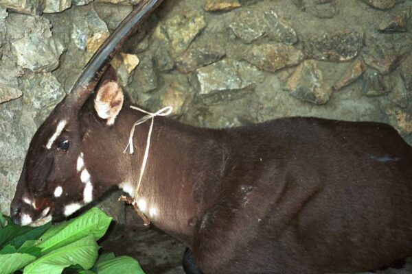 Saola, le sang qui parle