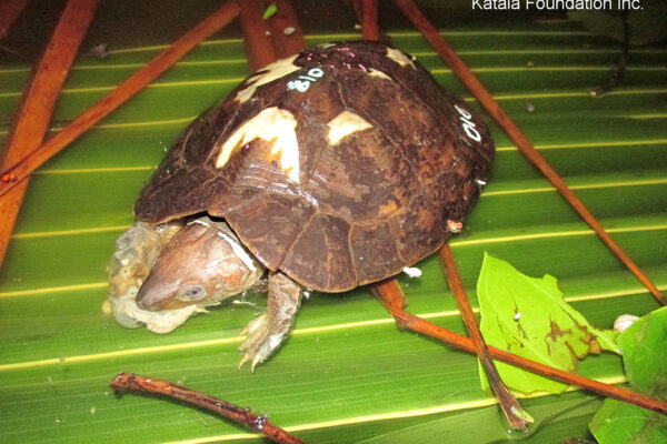 Tortues sauvées !