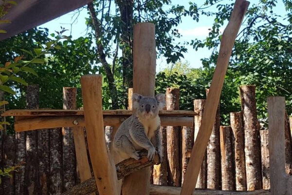 Un nouvel enclos pour nos Koalas