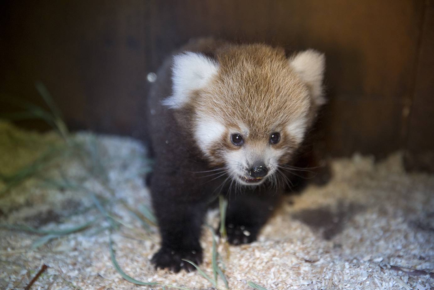Un prénom pour bébé - Beauval Actus