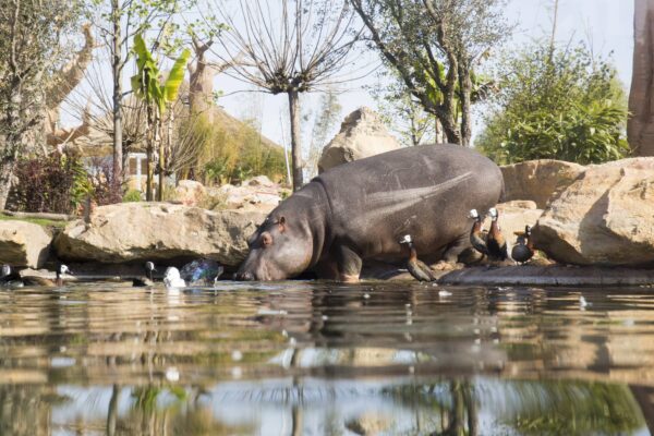 Un week-end hippopotamesque !