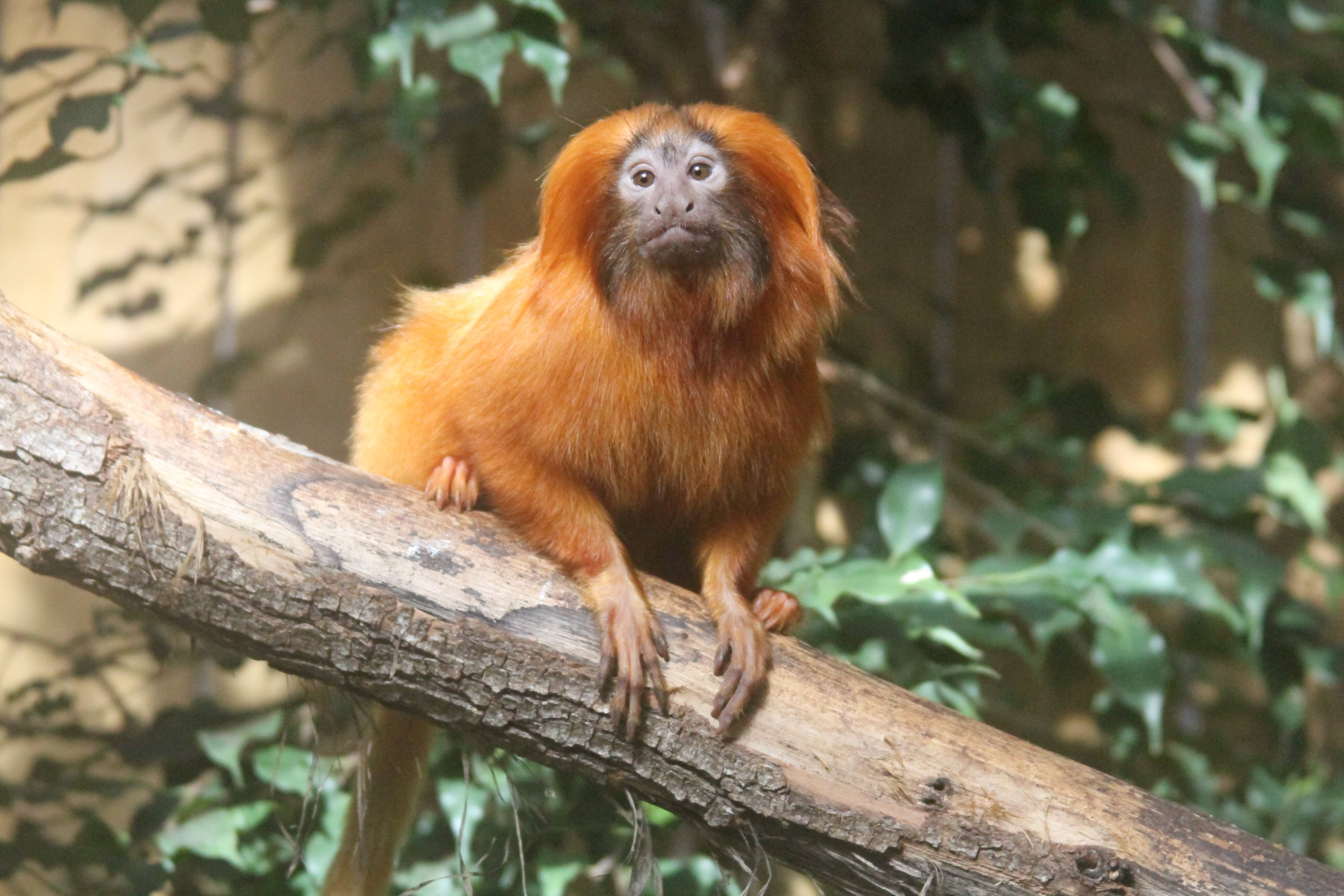 Zoo de Beauval: «Les voleurs savaient exactement quels singes prendre»