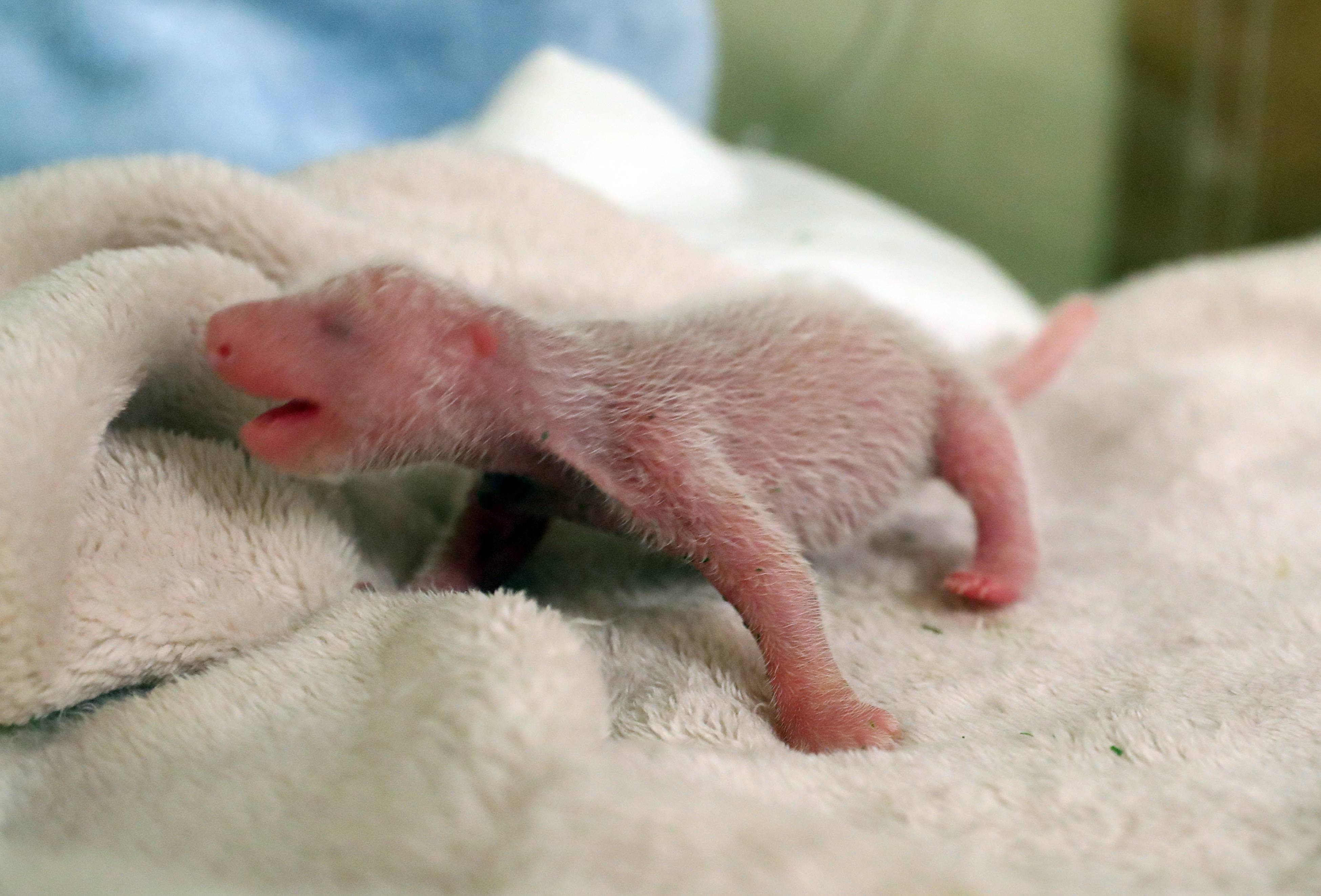 Родившийся детеныш панды. Новорожденнныйлетеныш панды. Детёныш панды новорожденный. Детеныш коалы новорожденный. Детёныши панды Новорожденные.