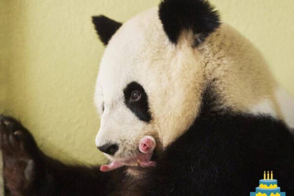 Maman panda a 9 ans