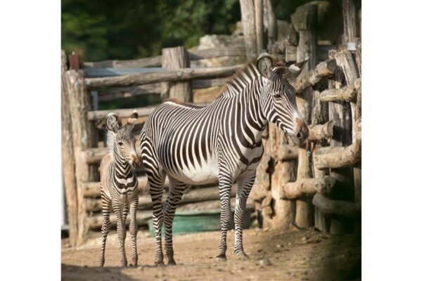 Petit nouveau à la savane