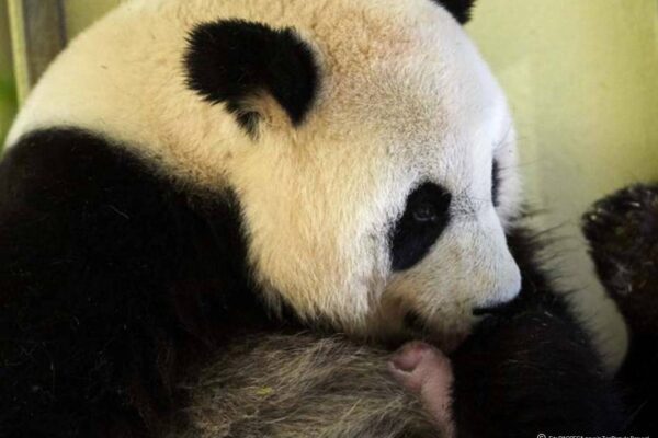 Panda news 12 : #MiniYuanZi, 4ème jour !