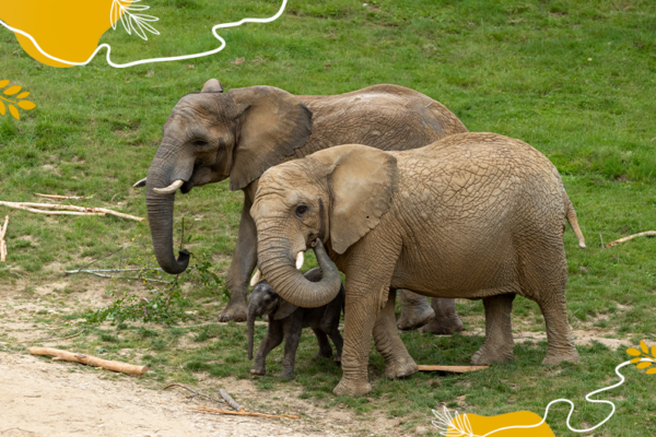 Journée mondiale des éléphants - Rosie, bébé éléphant