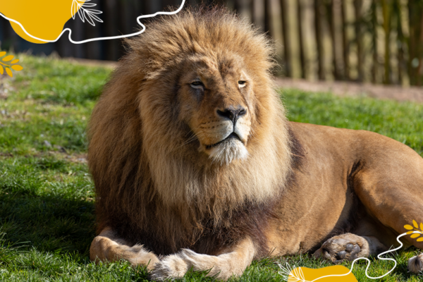 Journée mondiale lion 2026 - Krüger