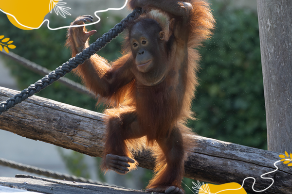 Journée mondiale des orangs-outans 2026 - Raja