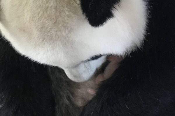 Panda news 10 : Mini Yuan Zi a bien dormi