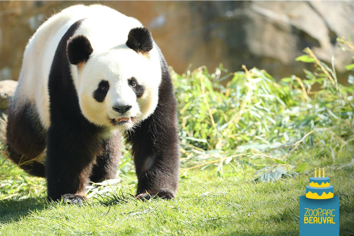 Papi Panda Papa panda : 9 ans déjà ! - Beauval Actus