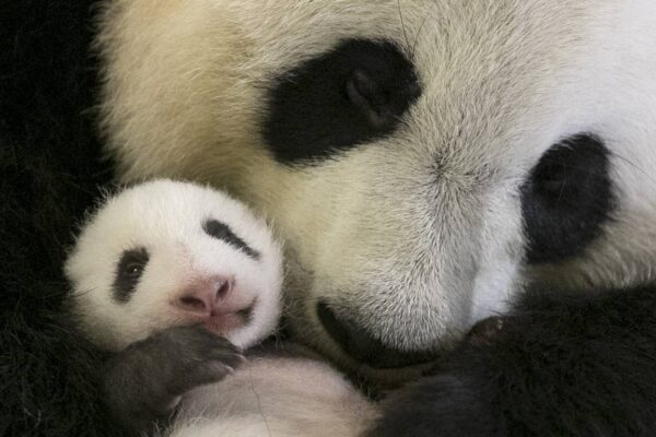 Mini Yuan Zi a ouvert les yeux !