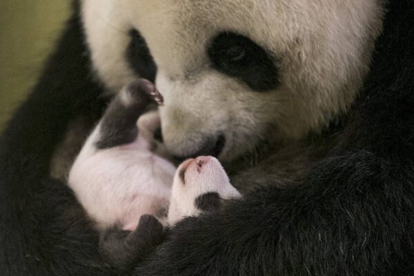 Des « câlins pandas »